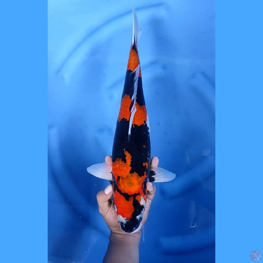 43CM # SHOWA SUMI PEKAT - F