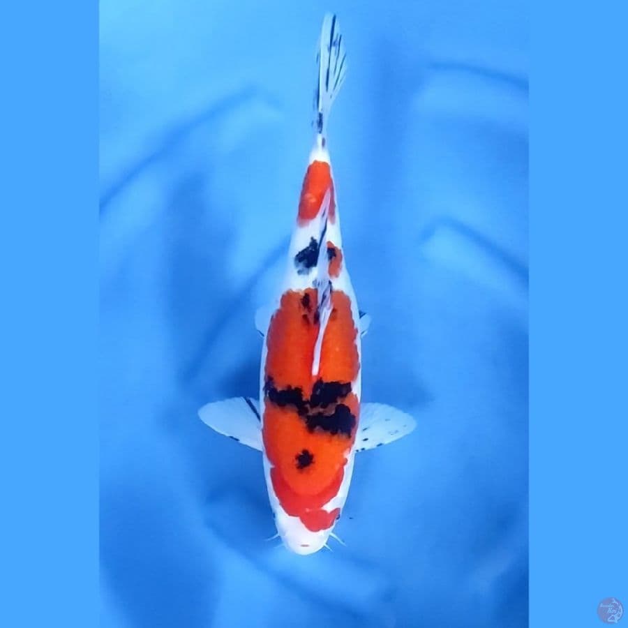 38CM # TAISHO SANKE - F