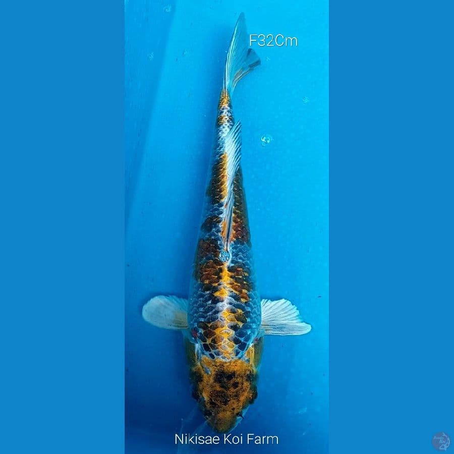 Kujaku F32Cm