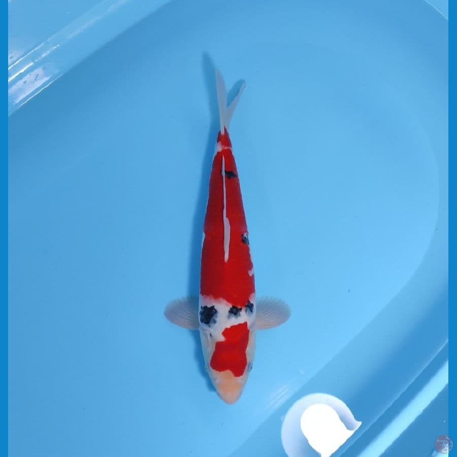 SANKE 35 CM - MALE