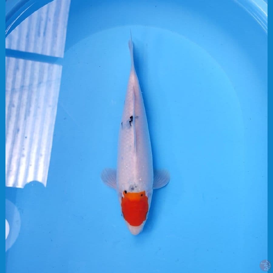 TC SANKE TATEGOI 30 CM - FEEMALE