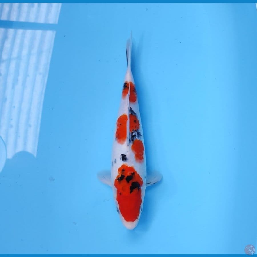 SANKE HQ 32 CM - FEEMALE