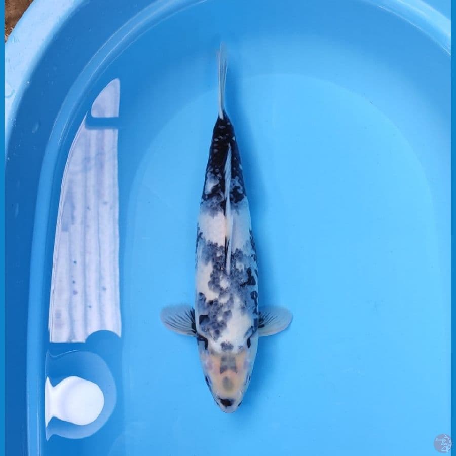 SHIRO TATEGOI 38 CM - FEEMALE
