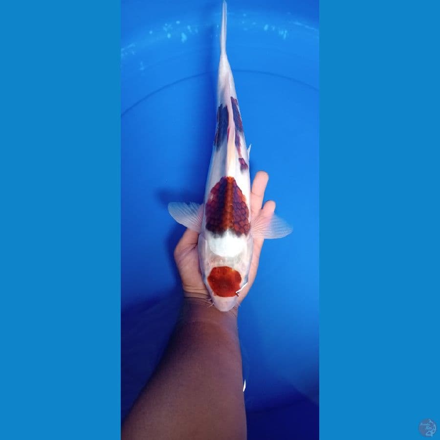 MARUTEN KOROMO 35 CM