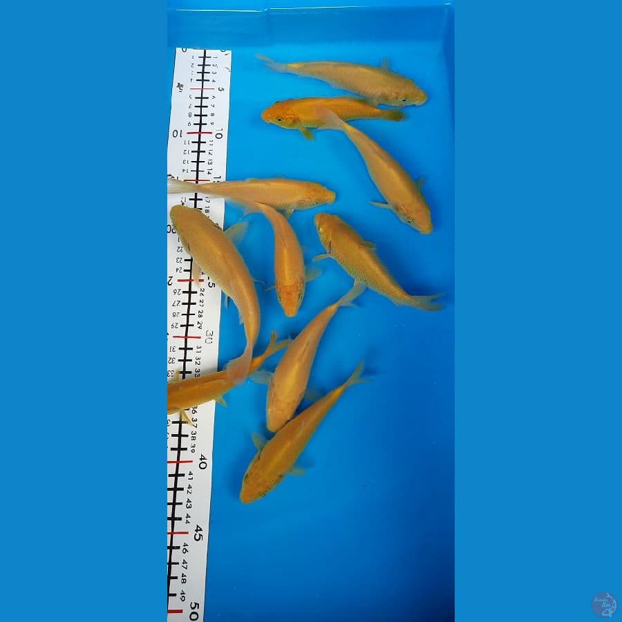 beby karasi corn 15 20cm 10ekor