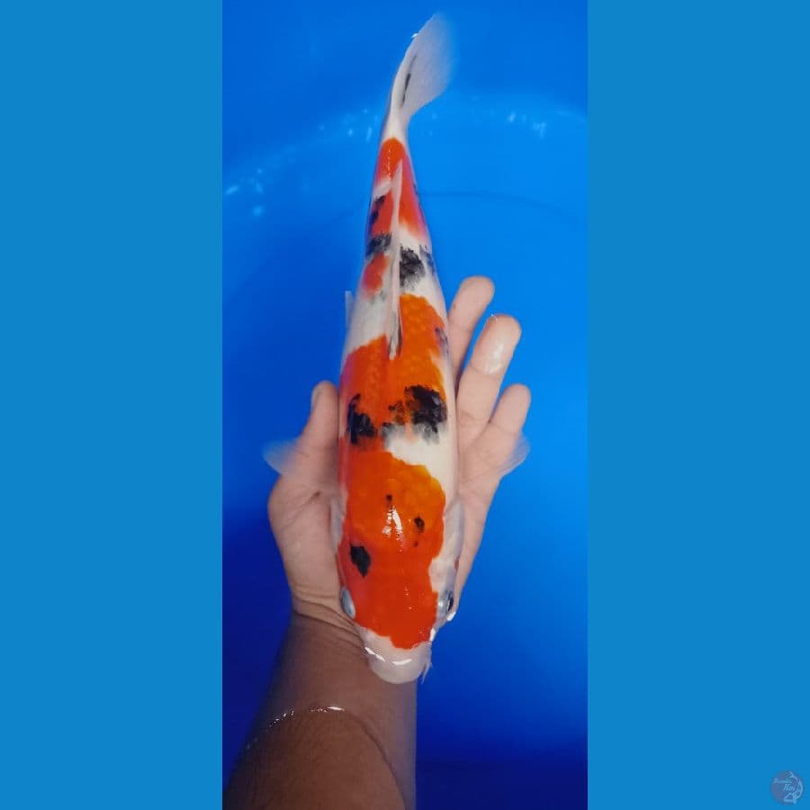 SANKE 31 CM