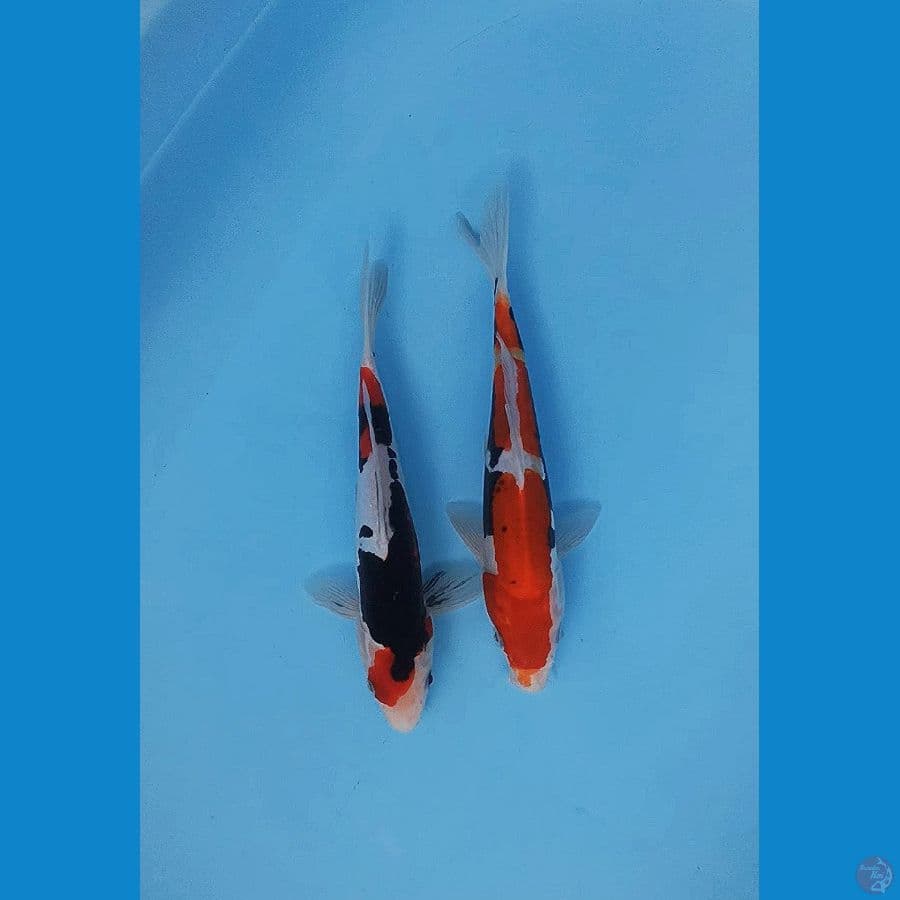 Duet benikumon