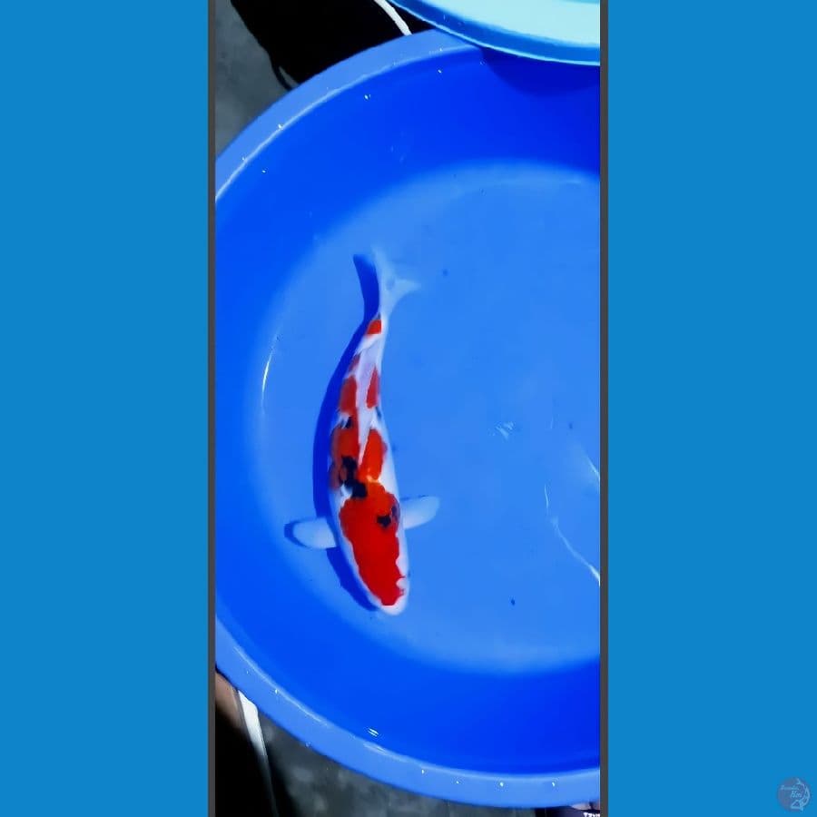 sanke F 36 cm
