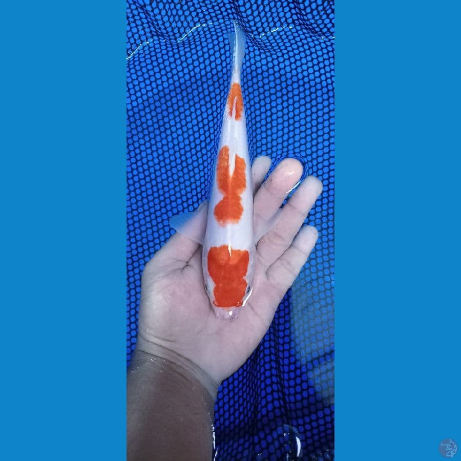 kohaku 23 cm