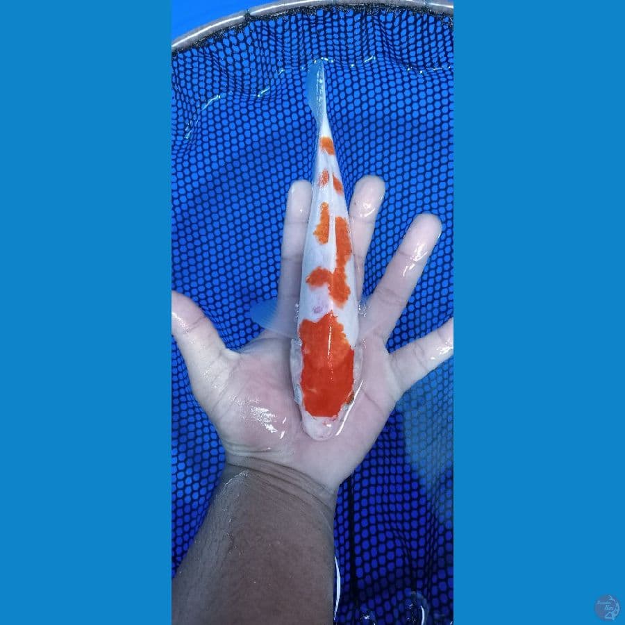 kohaku 22 cm