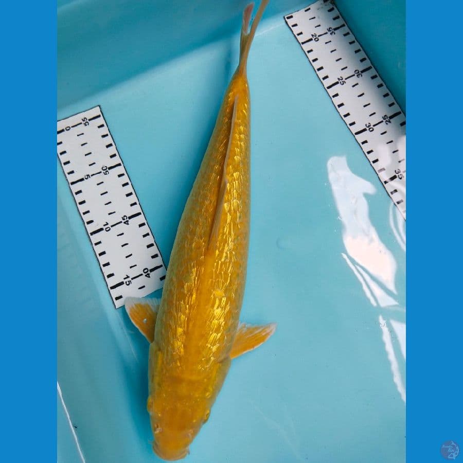 karasi fulgin jantan 36cm