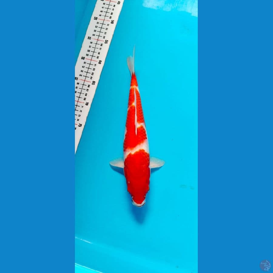 kohaku 30cm
