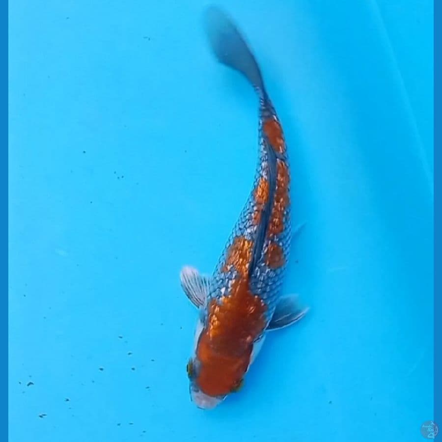 17cm