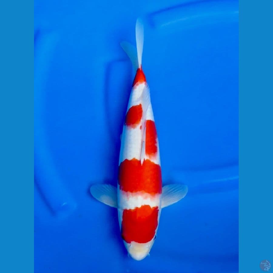 kohaku ori 40bu