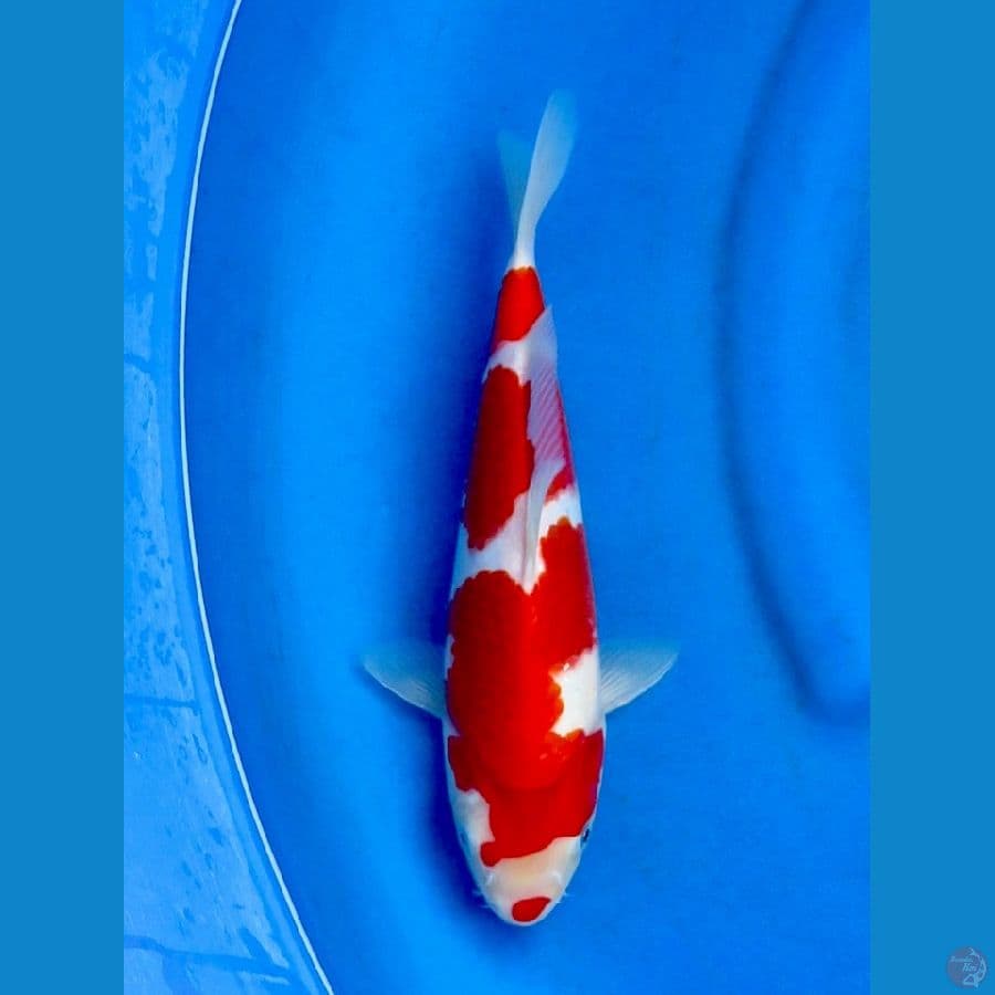 kohaku 30cm