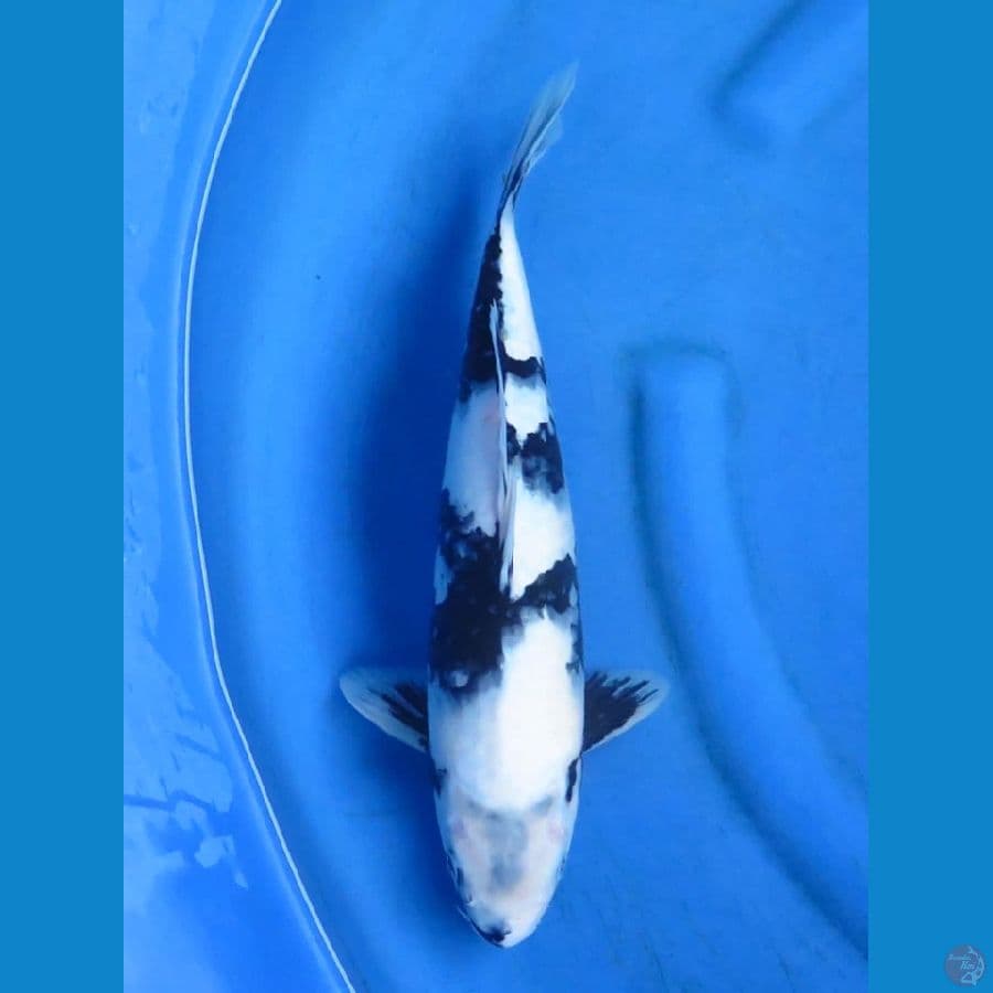 siro 37cm
