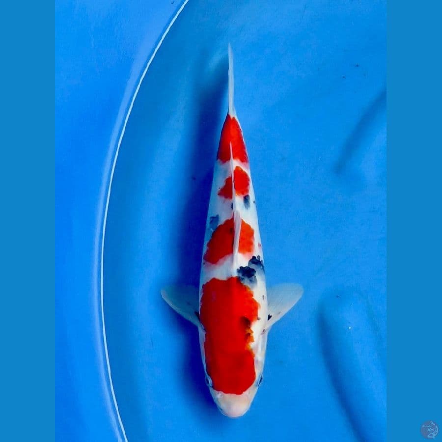 Showa tategoi 33cm