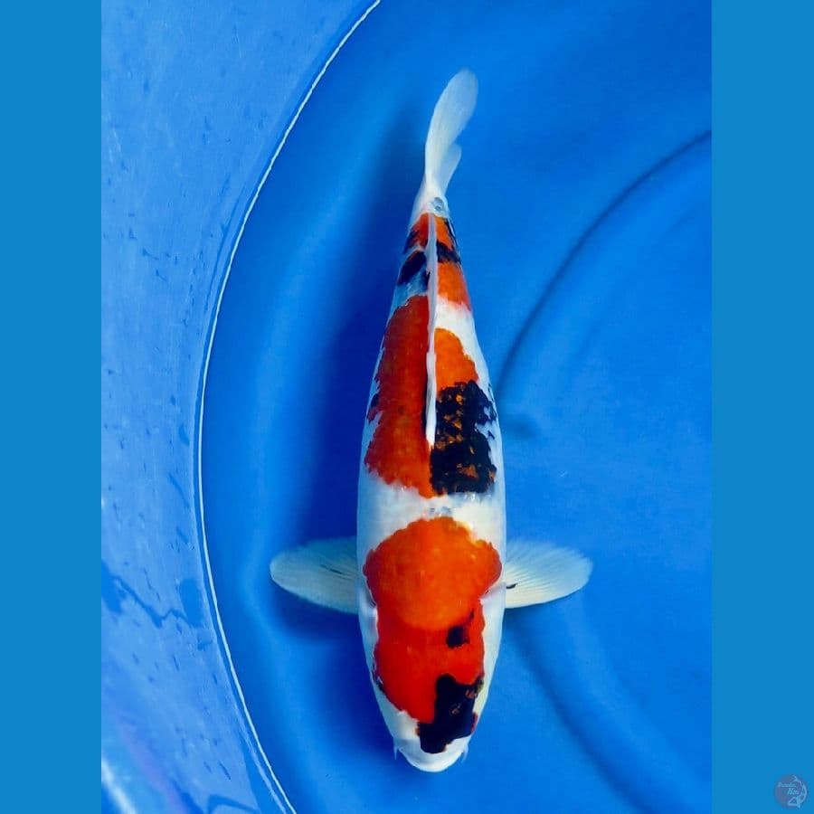 showa 46cm