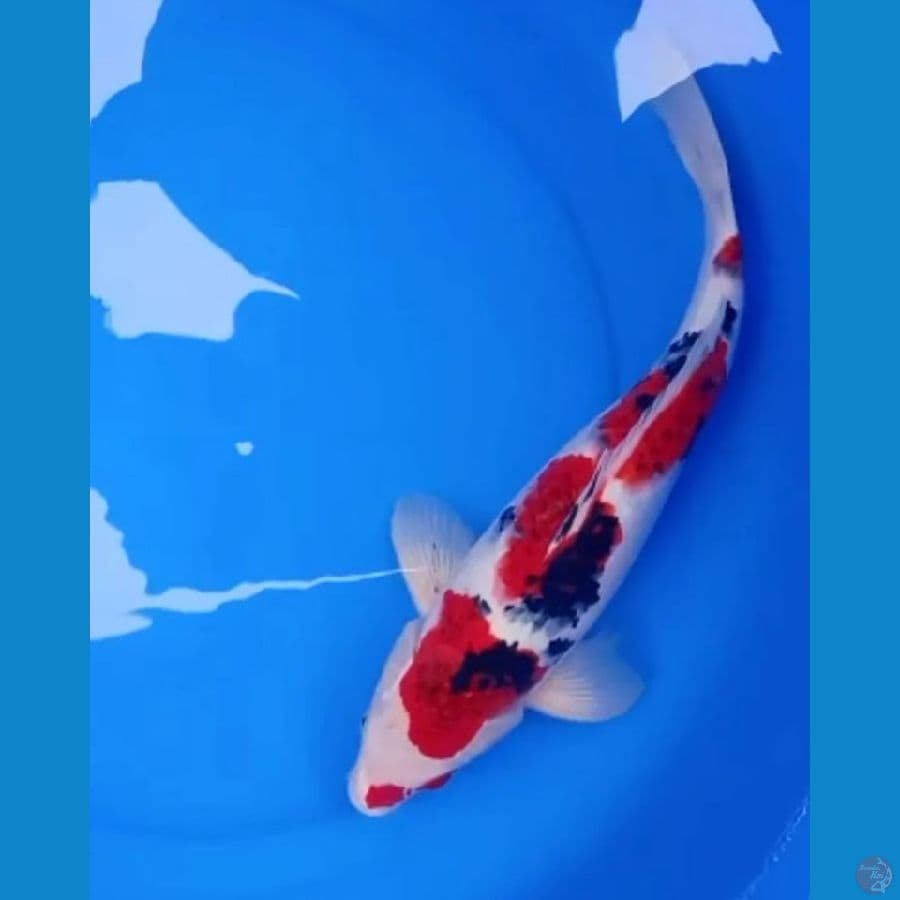 SANKE GOROMO 40 CM MALE