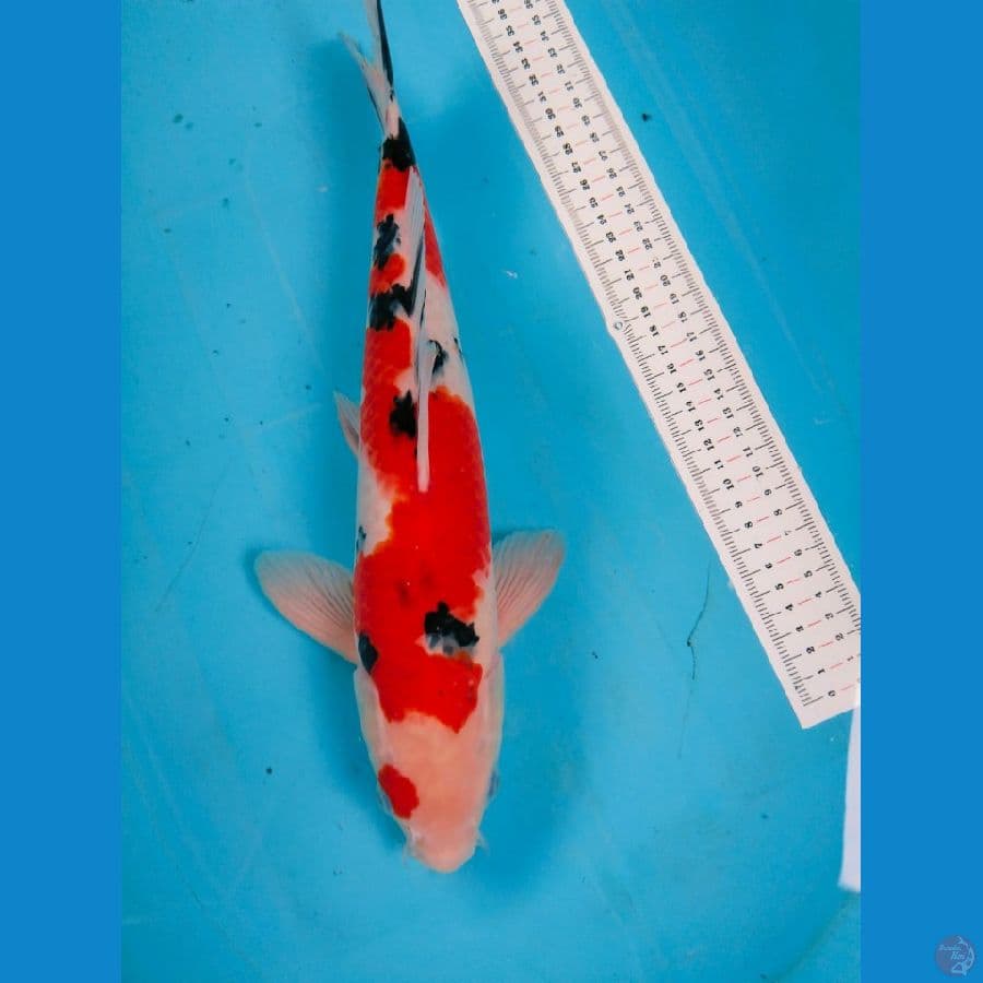 39cm