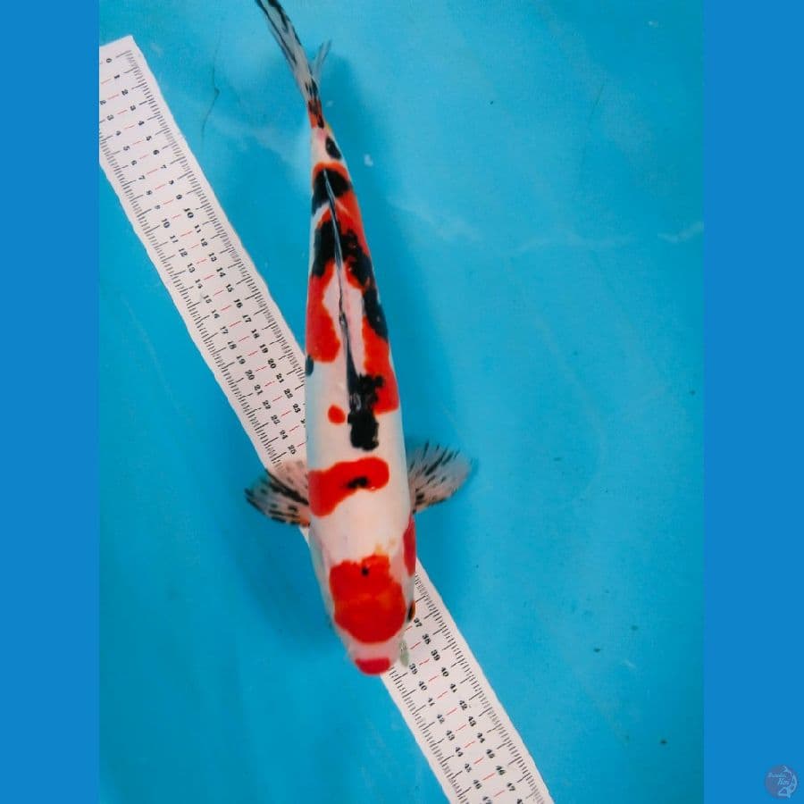 doitsu 36cm