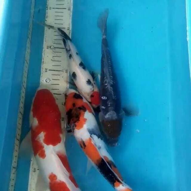 Mix 25-40 cm