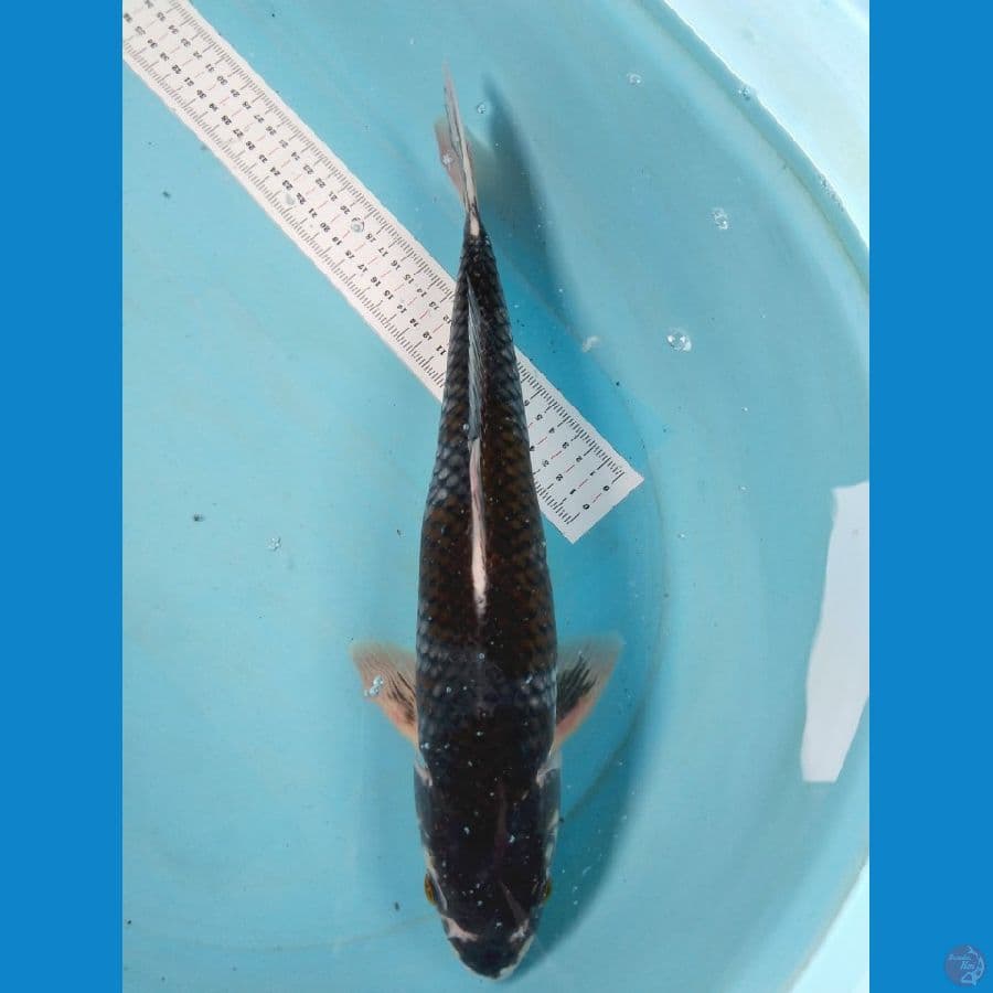 matsubawake 41cm jantan