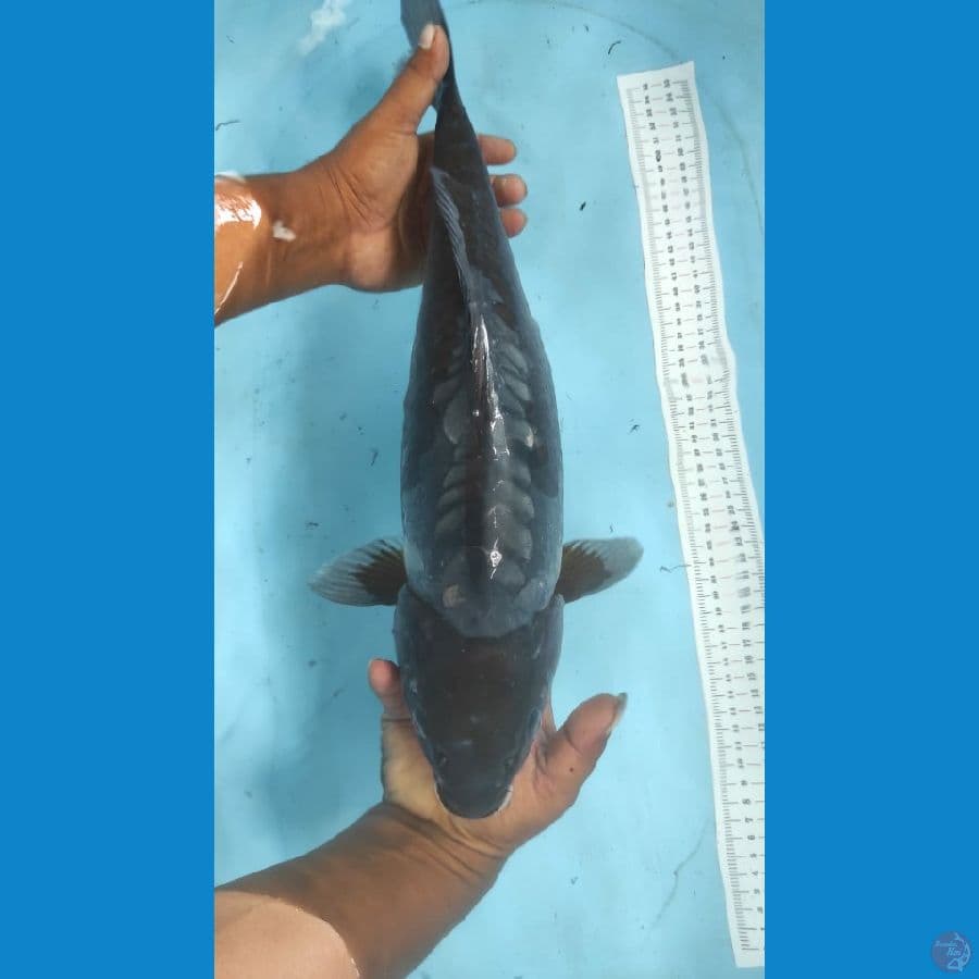 ochiba atagoke 47cm