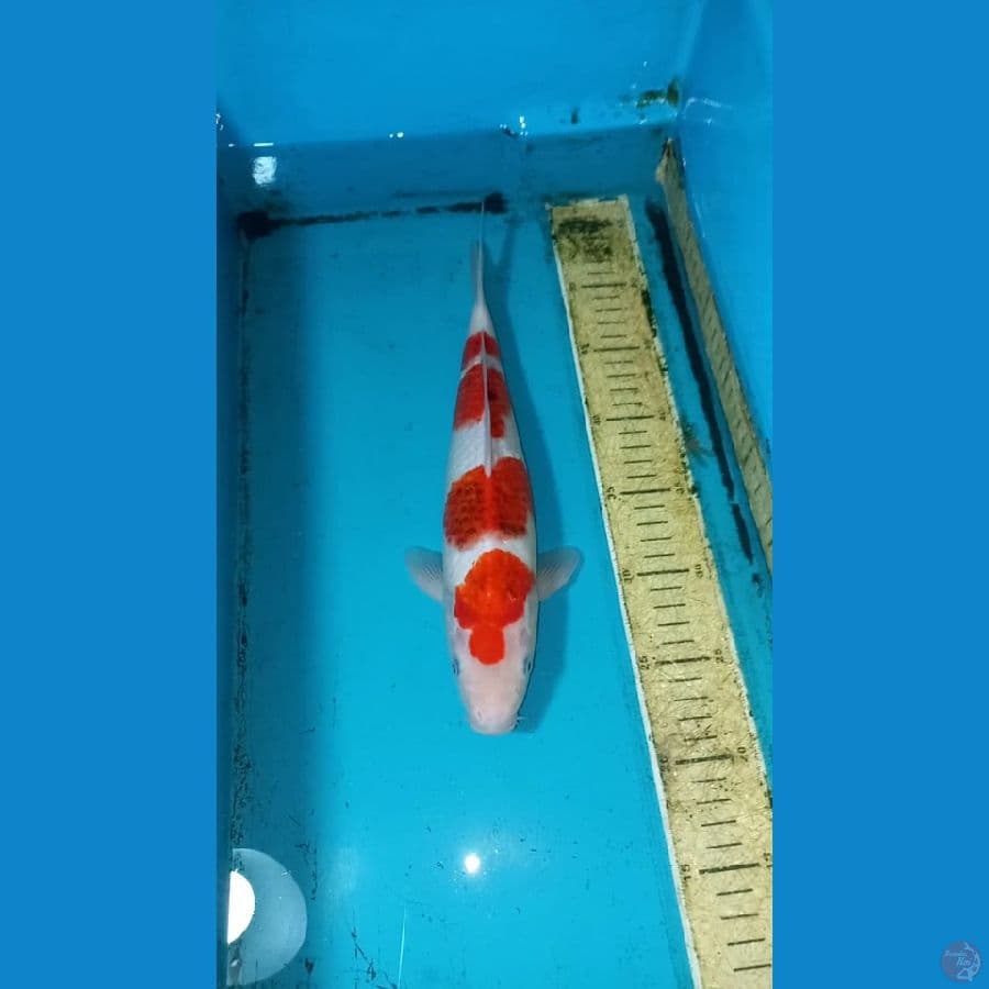 Ai goromo 32cm