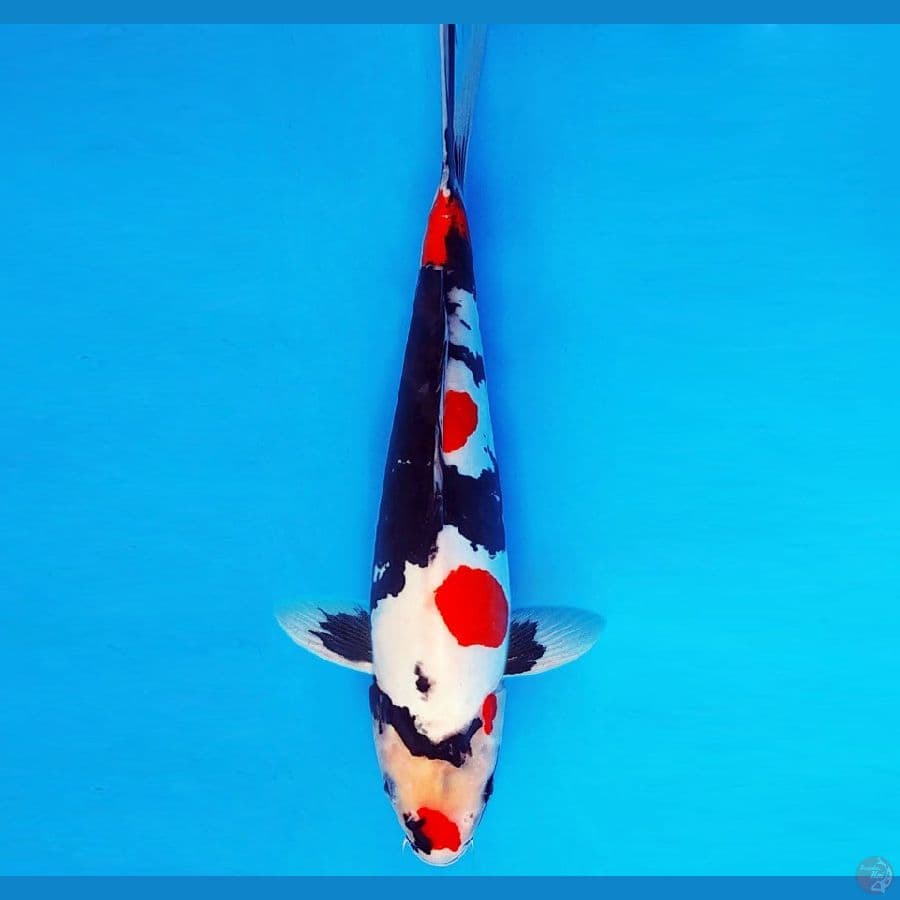 RONIN 3 ~ Kindai Showa 37 cm/fm ™