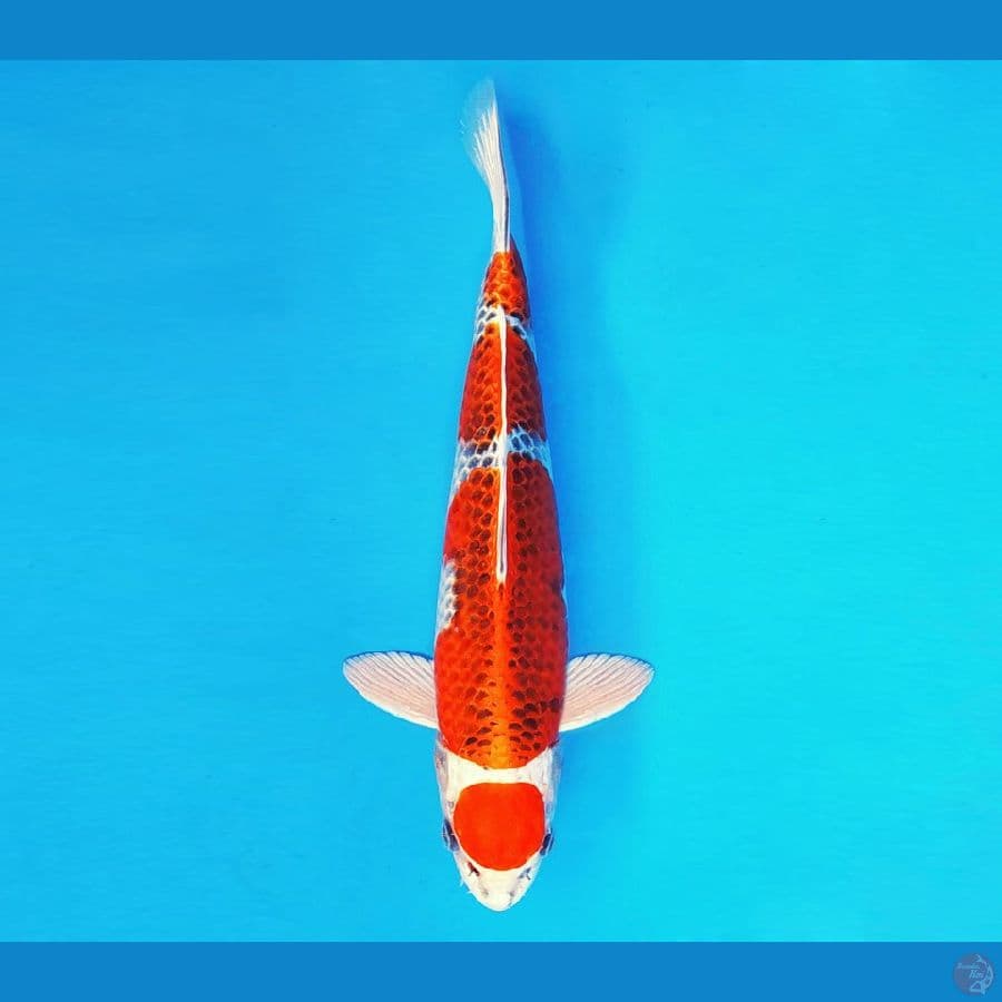 RONIN 6 ~ Maruten Kujaku 34 cm/male ™