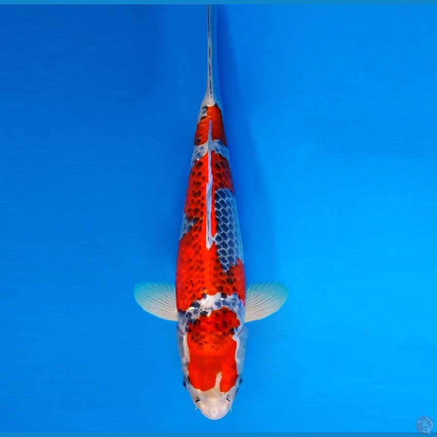 RONIN 9 ~ Goshiki 34 cm/fm ™