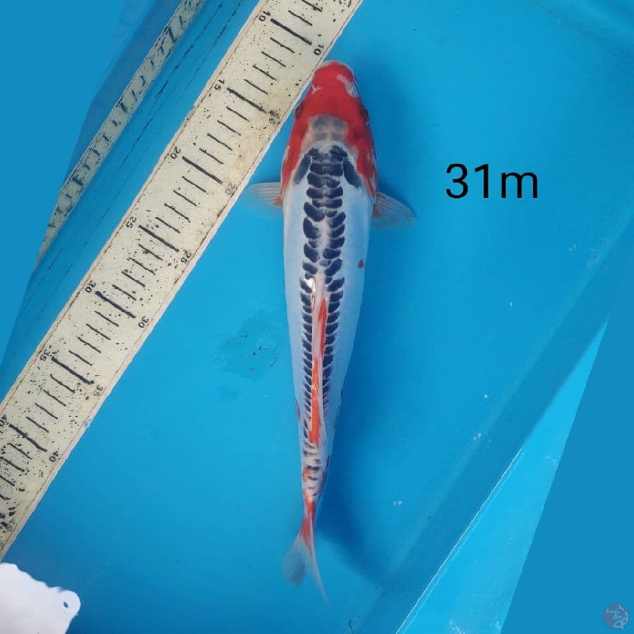 shusui, 31cm male