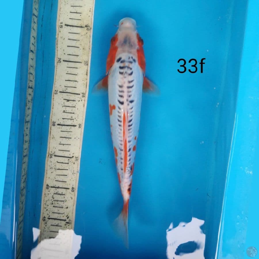 shusui, 33cm female