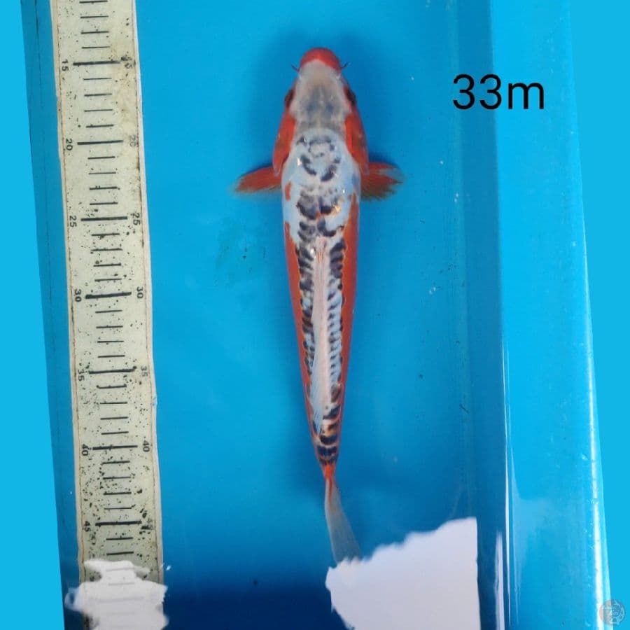 shusui, 33cm male