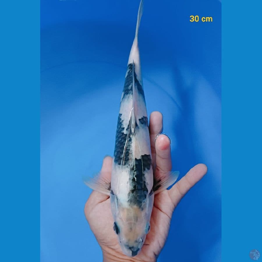 SQ shiro male 30 cm