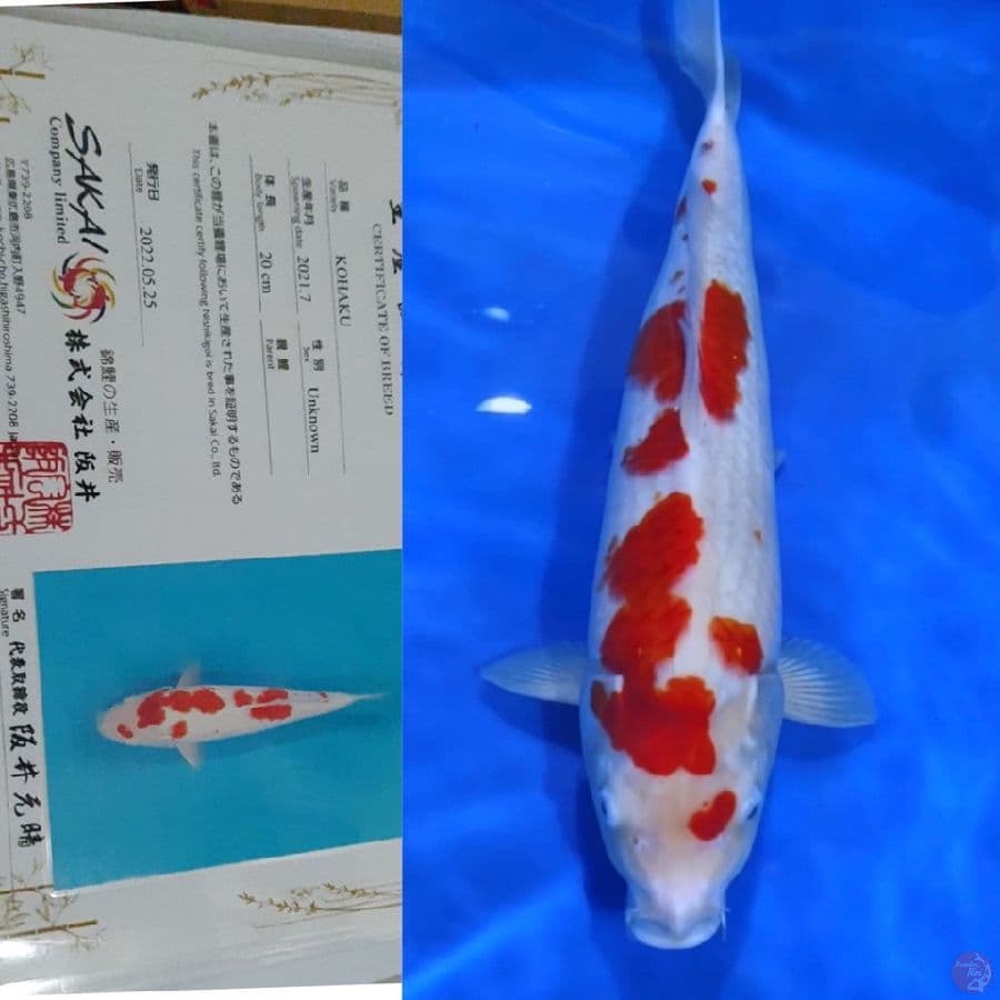 sakai ltd kohaku 42cm