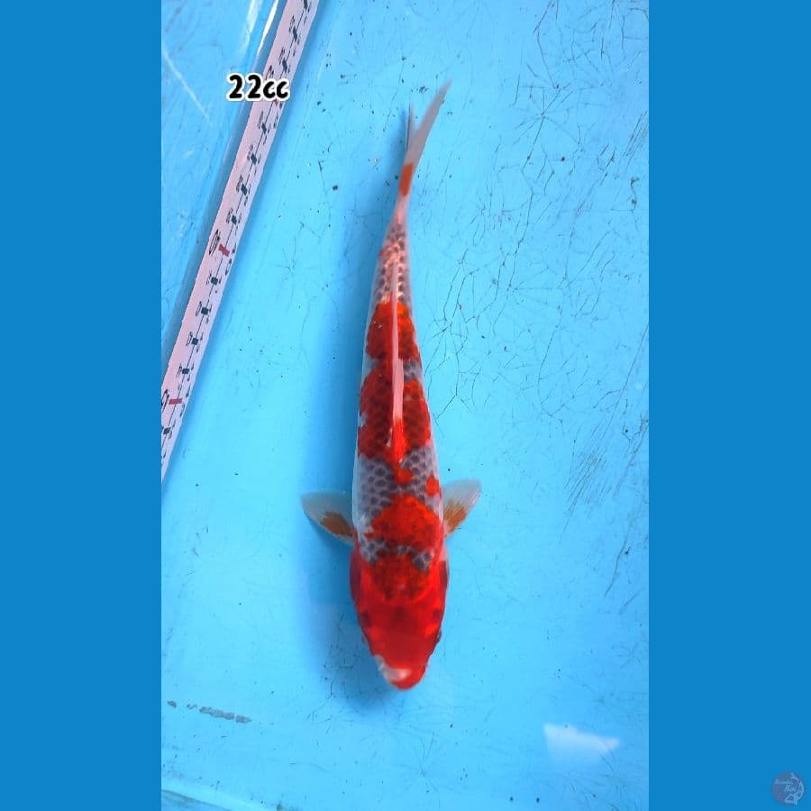 RED GOSHIKI ORI