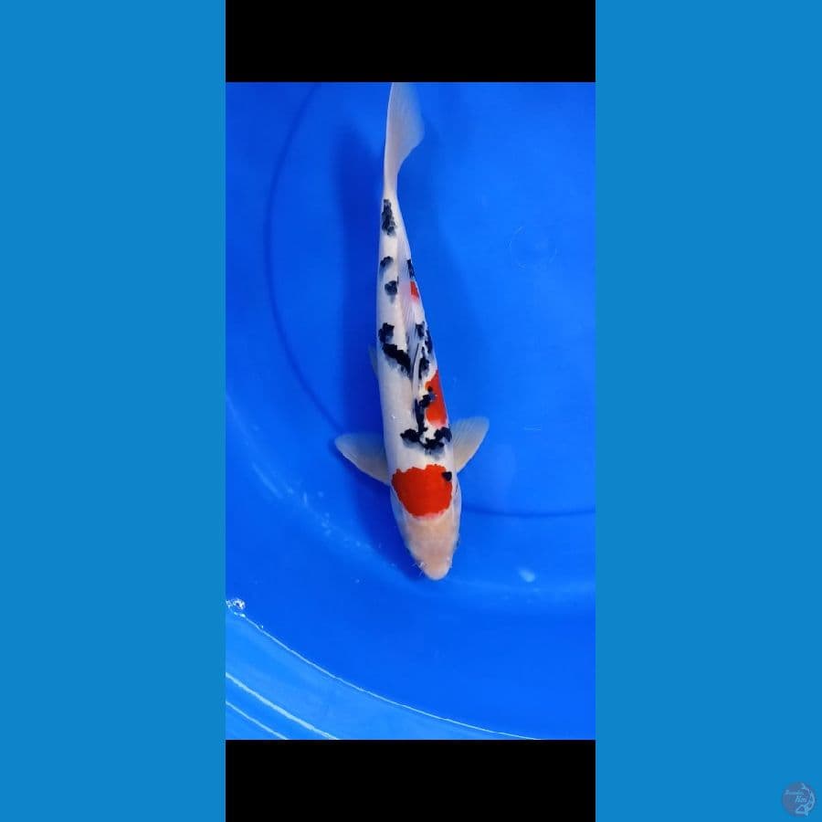 Sanke 36cm