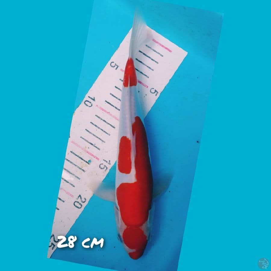 minion doit murni (ory)