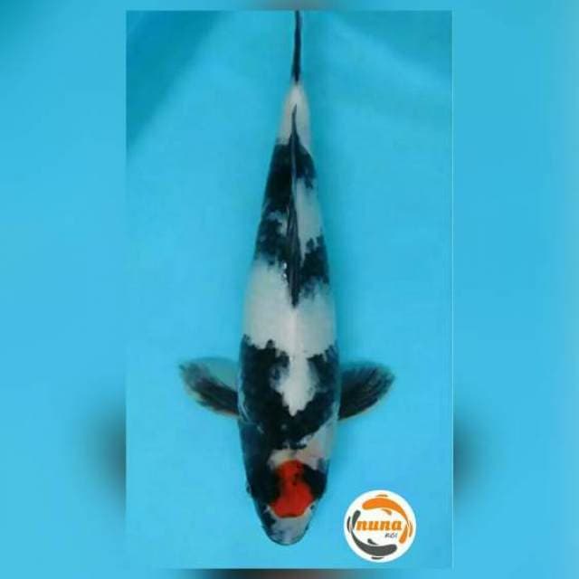 Tanco Showa 38 cm