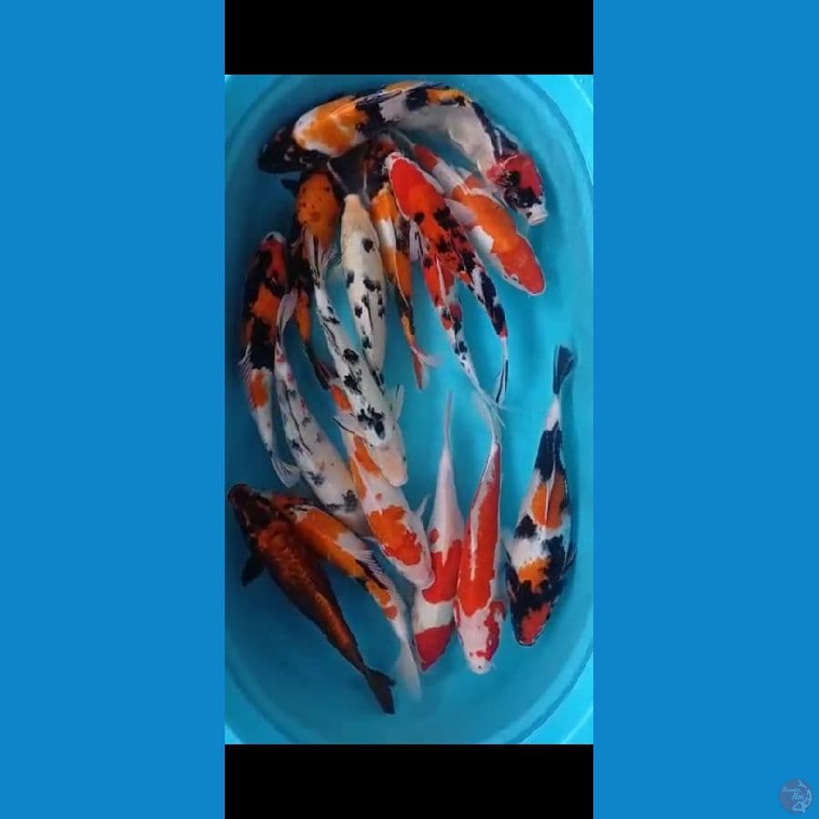 paket mix 35-42cm 17 ekor