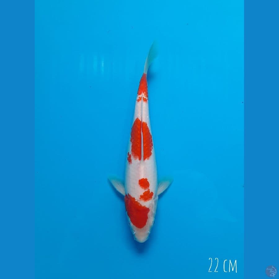 Kohaku 22 cm
