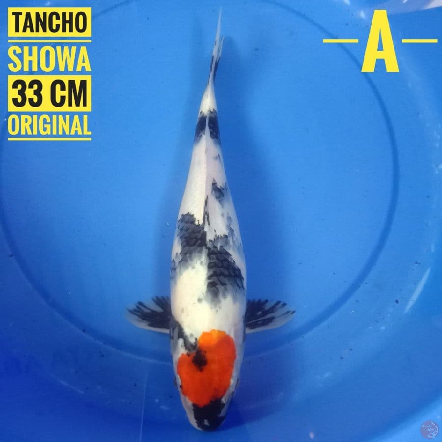 Tancho showa 33 cm
