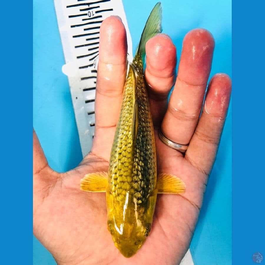 Midori Ginrin 15 cm