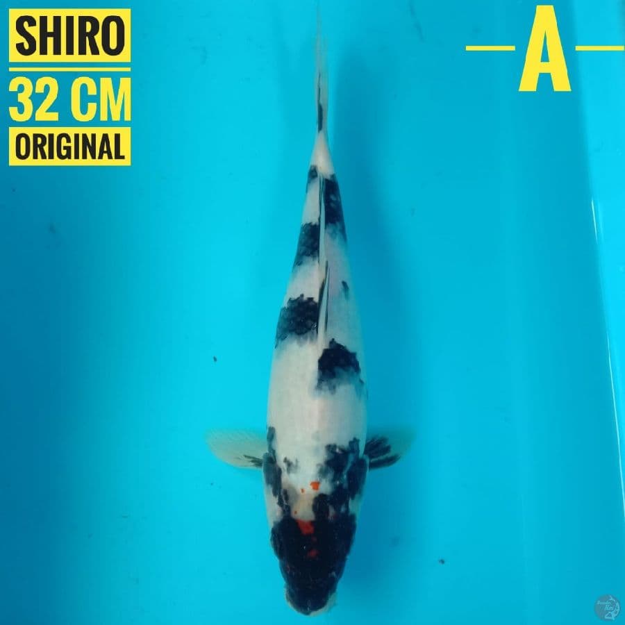 Shiro 32 cm