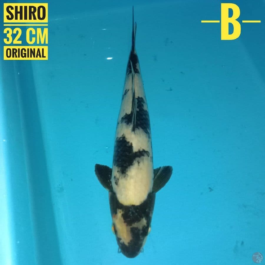 Shiro 32 cm
