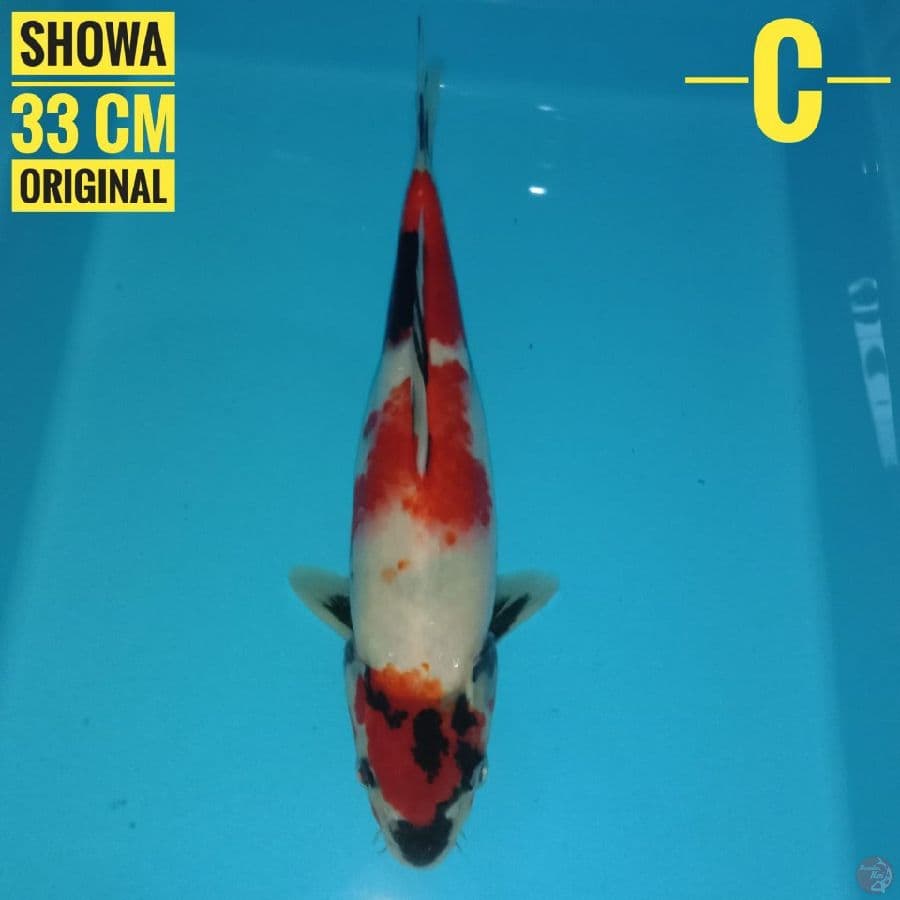 Showa 33 cm