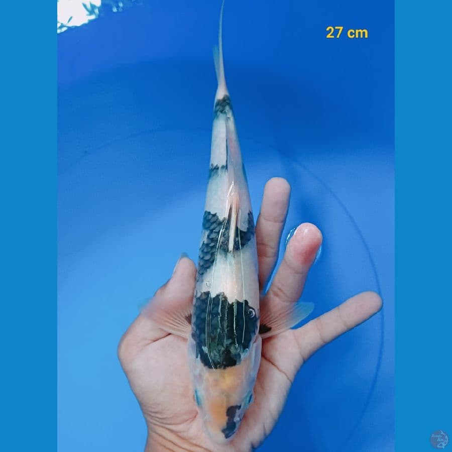 SQ shiro male 27 cm