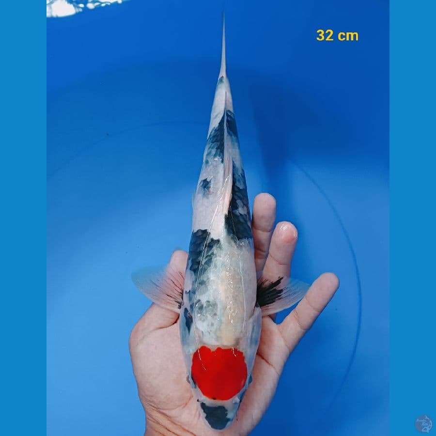 Tancho showa male 32 cm